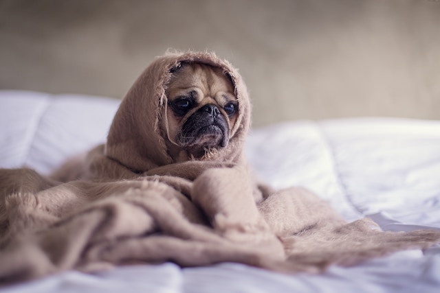 dog-old-blanket-worn